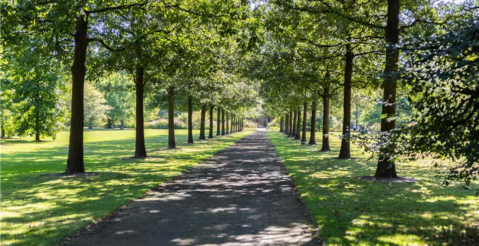 Beeren_Aebi-Kaderli_2024.JPG Allee im Park