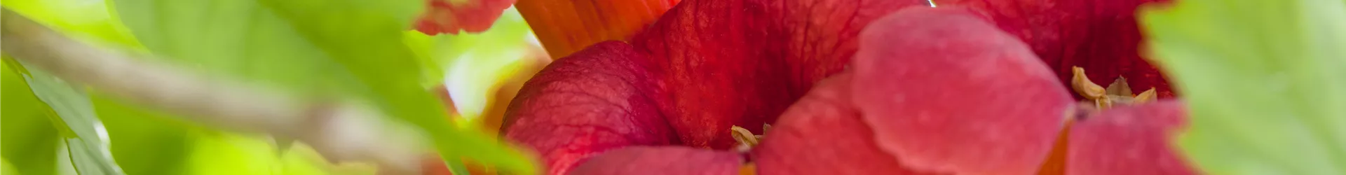 Campsis radicans 'Flamenco' Campsis radicans 'Flamenco'