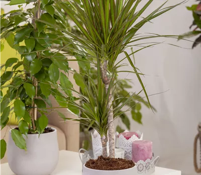 Dracaena marginata Dracaena marginata