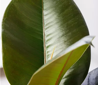 Ficus elastica Ficus elastica