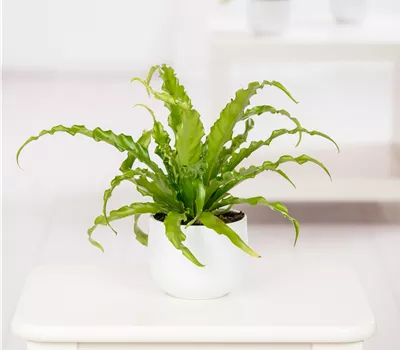 Asplenium nidus Asplenium nidus