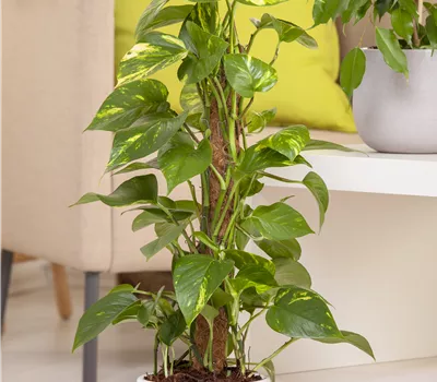 Epipremnum aureum Epipremnum aureum