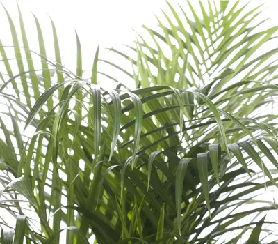 Chrysalidocarpus lutescens Chrysalidocarpus lutescens