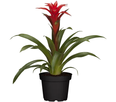 Guzmania lingulata Guzmania lingulata