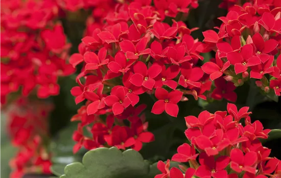 Kalanchoe blossfeldiana