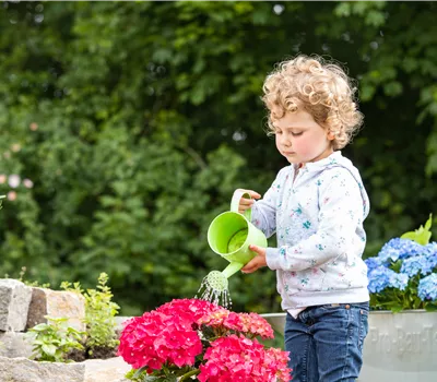 Für bunte Blütenpracht Hortensien pflegen und richtig düngen