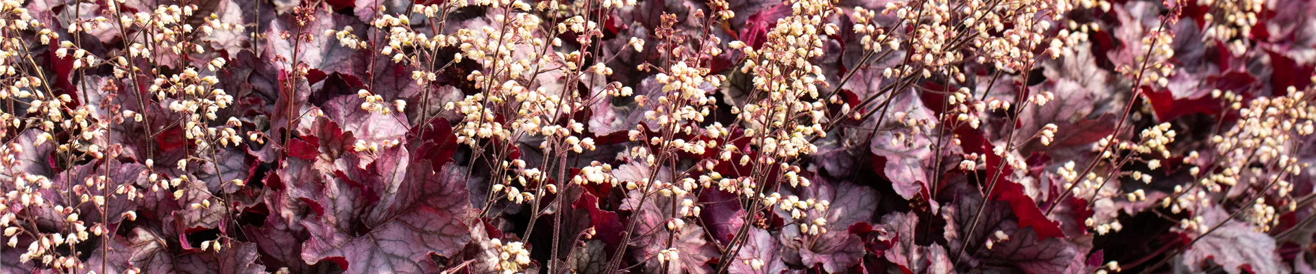Heuchera 'Rex Purple'