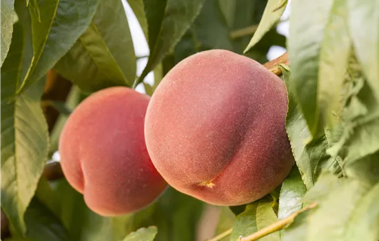 Prunus persica 'Red Haven'