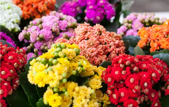 Kalanchoe pflanzen und Blüten im Winter geniessen