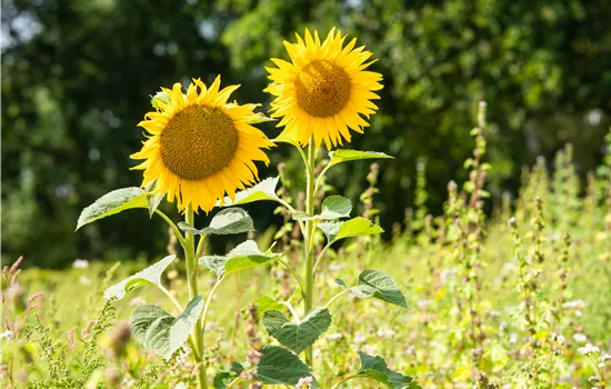 Sonnenblumen pflanzen und die schönsten Blüten geniessen