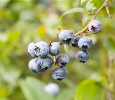 Vaccinium corymbosum 'Elisabeth' Vaccinium corymbosum 'Elisabeth'