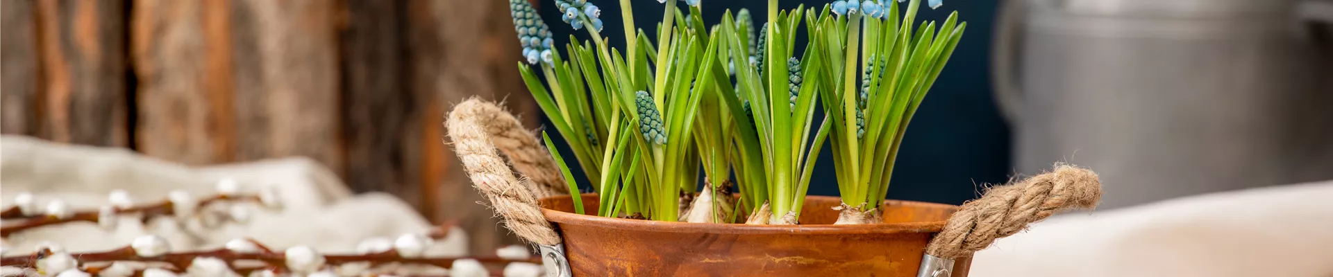 Frühblüher - Traubenhyazinthen im Ambiente