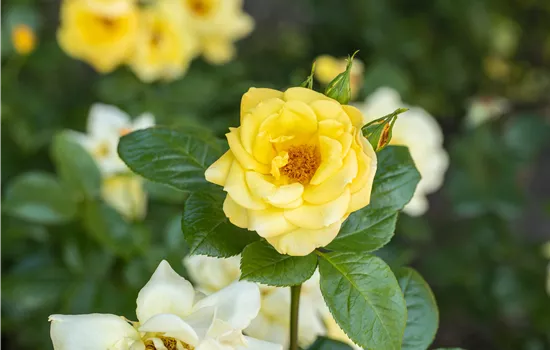 Rosenvielfalt entdecken – Rosen haben so viel zu bieten