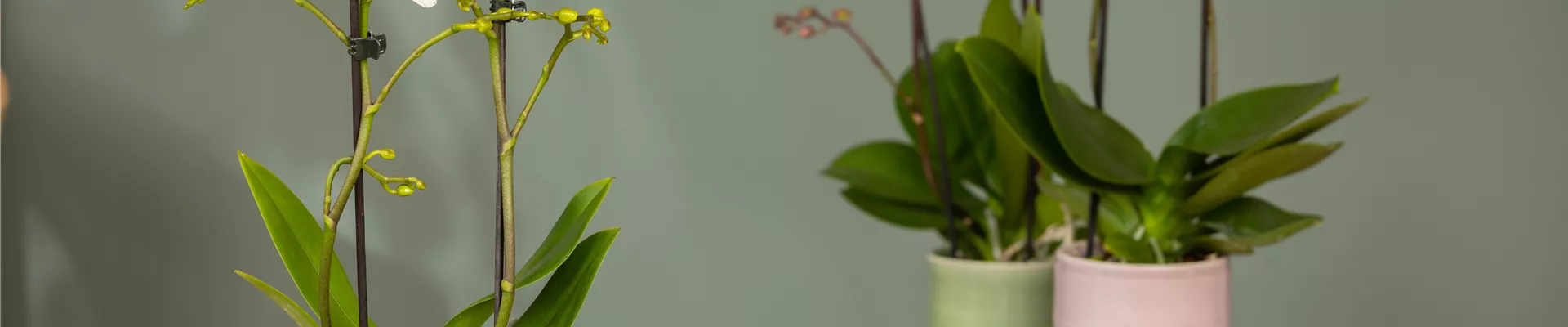 Phalaenopsis multiflora