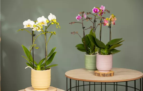 Orchideen pflanzen und Exotik geniessen