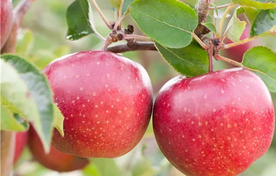 Obstgehölze vor Schädlingen schützen und die Ernte sichern