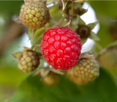 Rubus idaeus 'Willamette' Rubus idaeus 'Willamette'