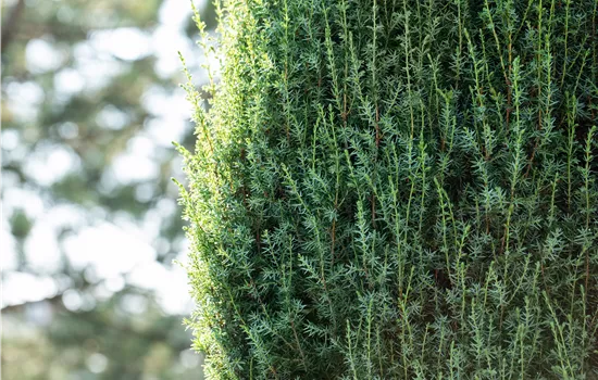 Juniperus communis 'Arnold' 