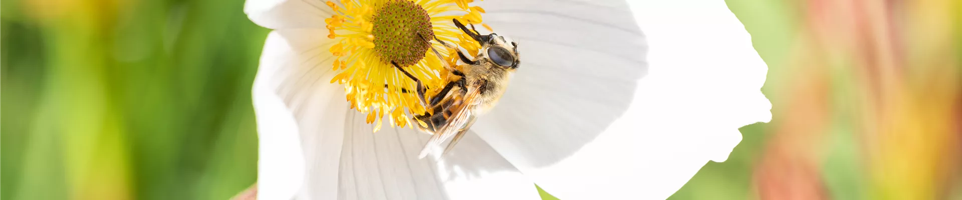 Wildbiene an Anemonenblüte