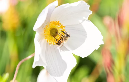 Nützlinge im Garten – Fleissige kleine Helfer fördern