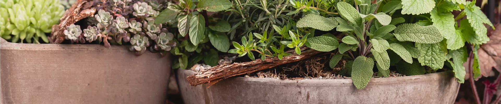 Salvia, Rosmarinus, Thymus, Mentha, Ocimum Basilicum
