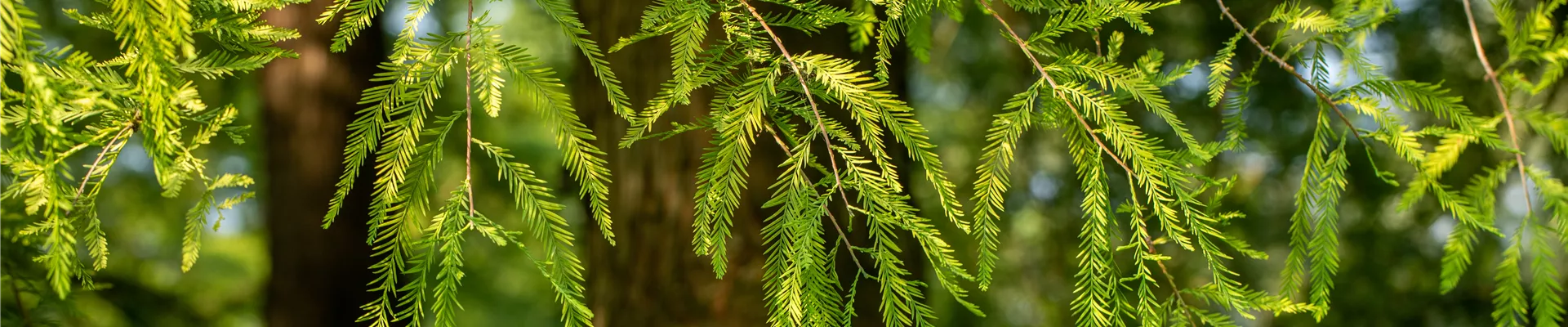 Taxodium distichum Rick.