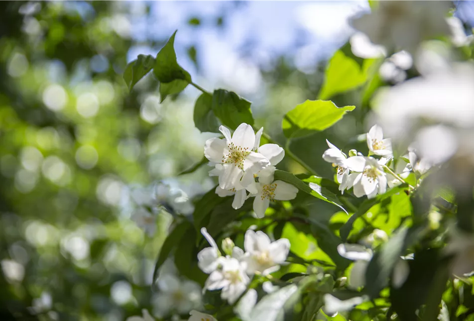 Philadelphus coronarius - Einer unserer beliebtesten Sträucher Philadelphus coronarius - Einer unserer beliebtesten Sträucher