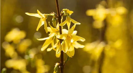 Forsythia intermedia 'Spectabilis' Forsythia intermedia 'Spectabilis'