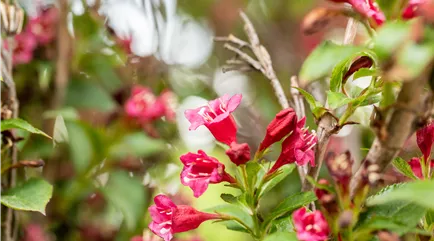 Weigela 'Eva Rathke' Weigela 'Eva Rathke'