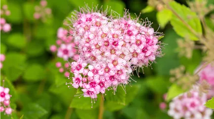 Spiraea japonica 'Little Princess' Spiraea japonica 'Little Princess'