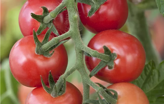 Tomaten – vielseitiges Gemüse für drinnen und draussen