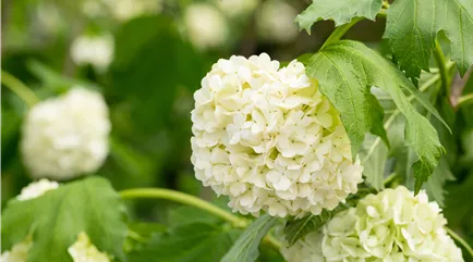 Viburnum opulus 'Roseum Viburnum opulus 'Roseum'