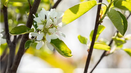 Amelamchier alnifolia 'Northline' Amelanchier alnifolia 'Northline'