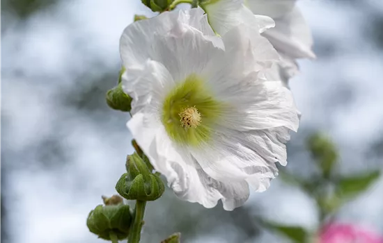 Begleitpflanzen für Rosen – So kommen die Königinnen gross raus