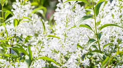 Syringa pers. Alba Syringa pers. Alba