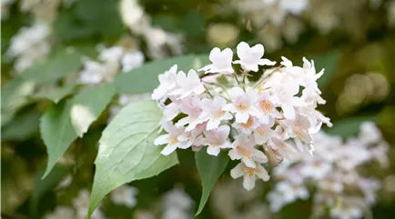 Kolkwitzia amabilis Kolkwitzia amabilis
