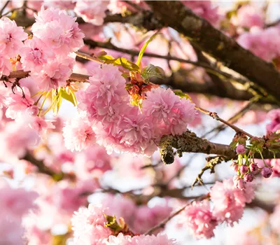 Notre Top 10 des plus beaux arbustes à floraison précoce