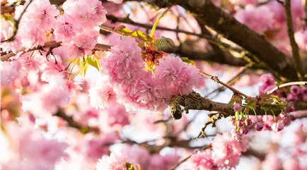 Prunus serrulata 'Kanzan' Prunus serrulata 'Kanzan'