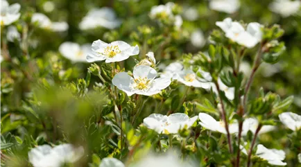 Potentilla fruticosa 'Abbotswood' Potentilla fruticosa 'Abbotswood'