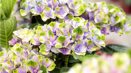 Hydrangea macrophylla Xian Hydrangea macrophylla Xian