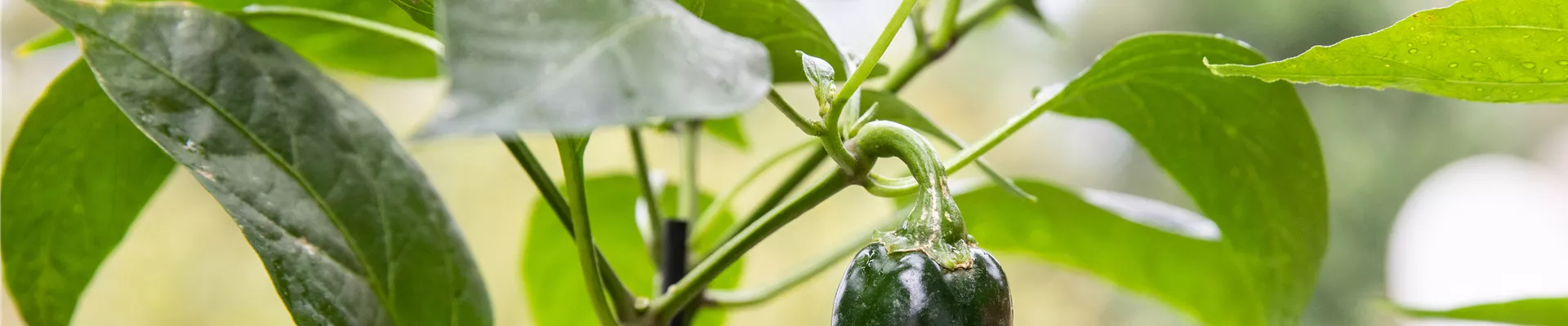 Upcycling - Gemüsebeet