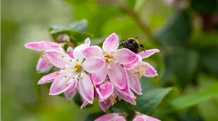 Hummel auf Deutzien-Blüte Hummel auf Deutzien-Blüte