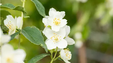 Philadelphus coronarius Philadelphus coronarius
