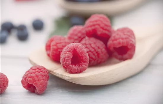 Rubus idaeus 'Meeker'