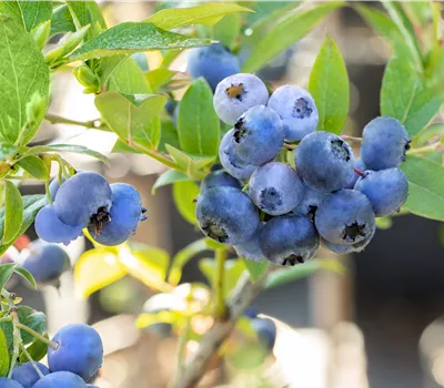 Vaccinium corymbosum 'Bluecrop' Vaccinium corymbosum 'Bluecrop'