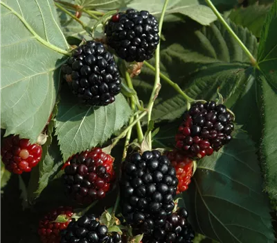 Rubus occidentalis 'Black Jewel' Rubus occidentalis 'Black Jewel'