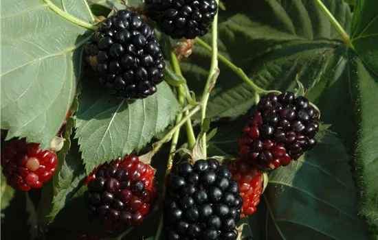 Rubus occidentalis 'Black Jewel'