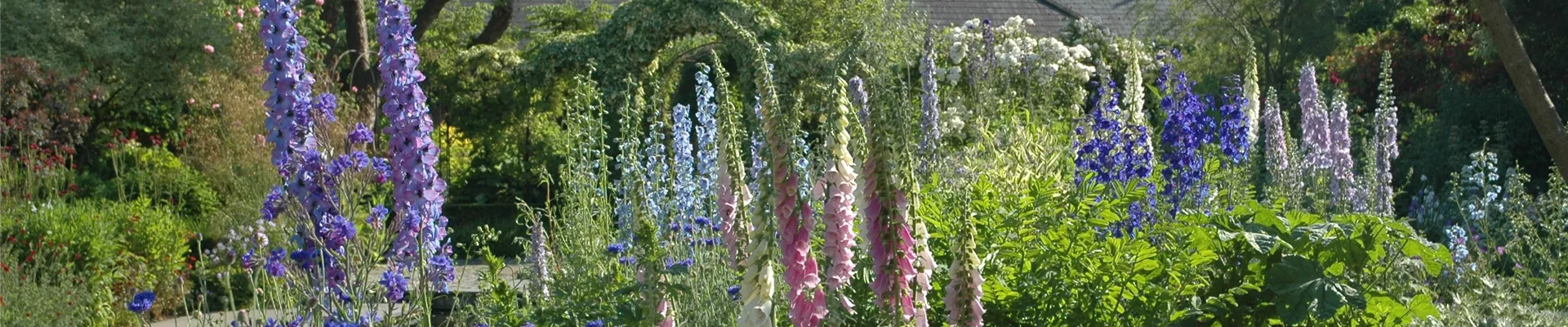 Staudenbeet mit Rittersporn und Fingerhut