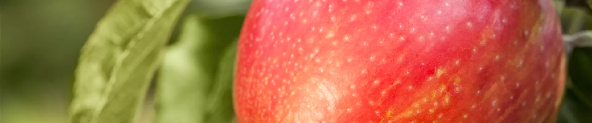 Malus domestica 'Honeycrisp'