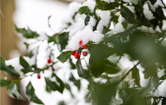 Top 10 der besten Winterpflanzen für Garten und Balkon Top 10 der besten Winterpflanzen für Garten und Balkon